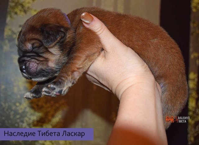 Щенки от пары Брайн х Ютера